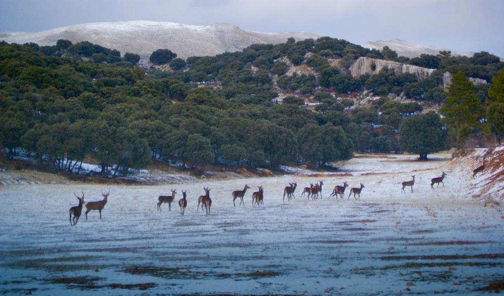 animales en sierra de la sagra