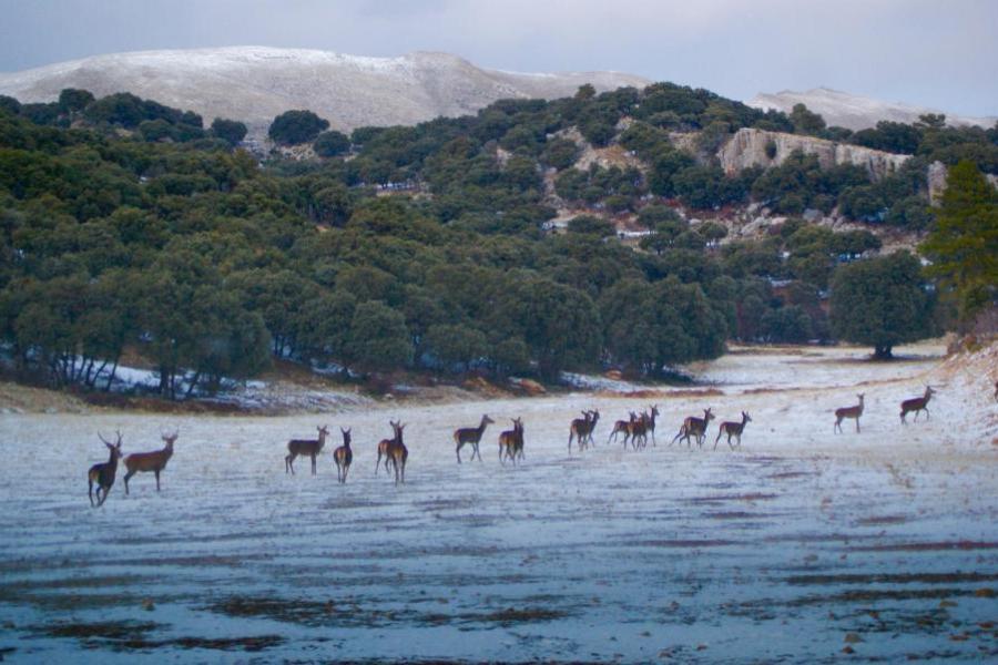 animales en sierra de la sagra