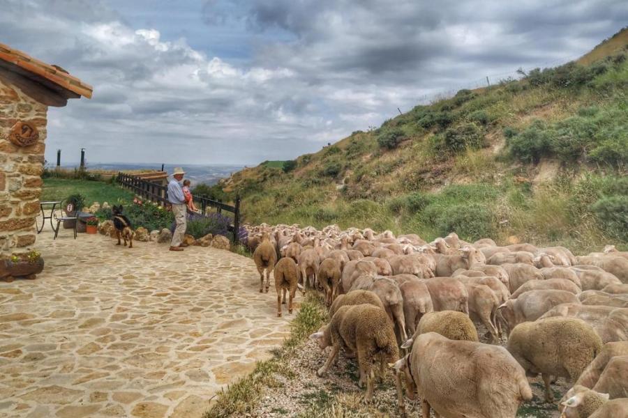 ovejas en una masia en el maestrazgo