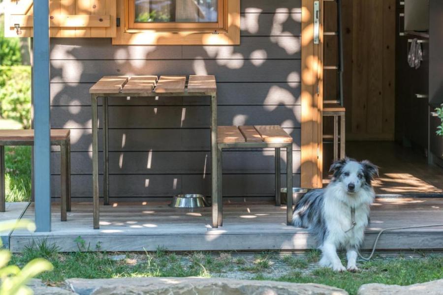 mascota en camping pet friendly junto al rio en pirineos